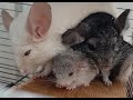 Little chinchillas