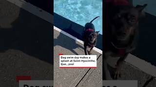 Dog swim day makes a splash at Saint-Hyacinthe, Que., pool