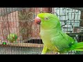 Mago The World Best Melodious Voice Female Ringneck Talking Parrot||Saying Mian Mithu In Urdu/Hindi