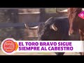 ¿Por qué el toro bravo siempre sigue a los cabestros?