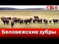 Беловежские зубры – новое видео с коптера