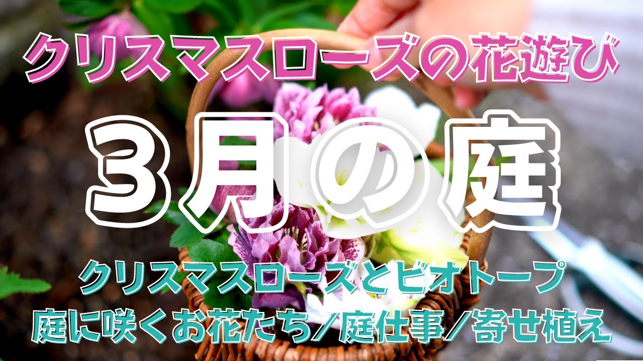 【春のガーデニング】〜3月の庭ログ〜｜クリスマスローズをビオトープに浮かべる｜春の庭に咲くお花たち｜3月の庭仕事｜バスケットの寄せ植え作り