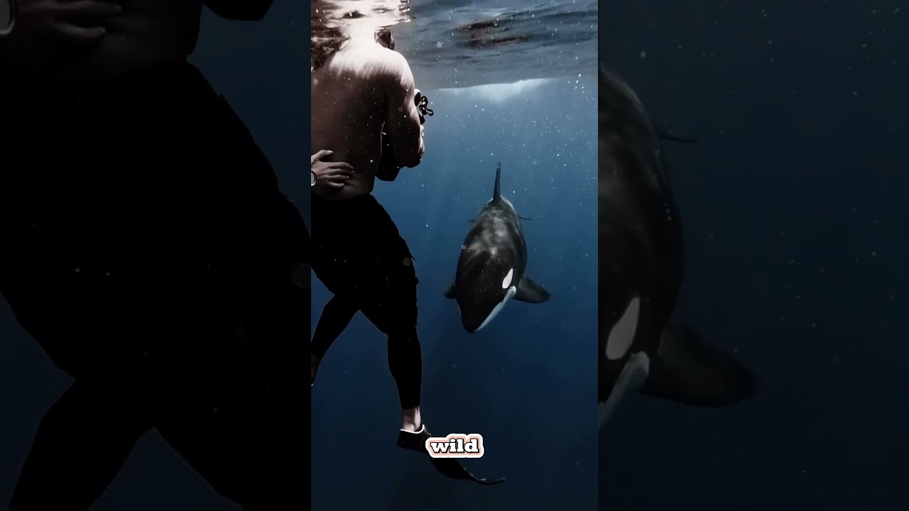 What Happens When An Orca Approaches Humans 