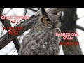 A Comparison of Great Horned and Barred Owls: NARRATED