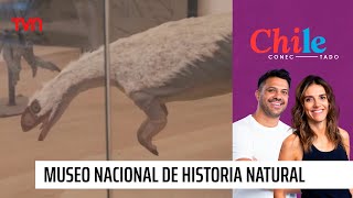Entrada Liberada llegó a Chile Conectado | Chile Conectado