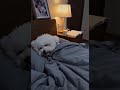 当场抓获!狗狗深夜偷吃零食被抓包 😱#CutePuppy #DogLife #FunnyPets #狗狗偷吃