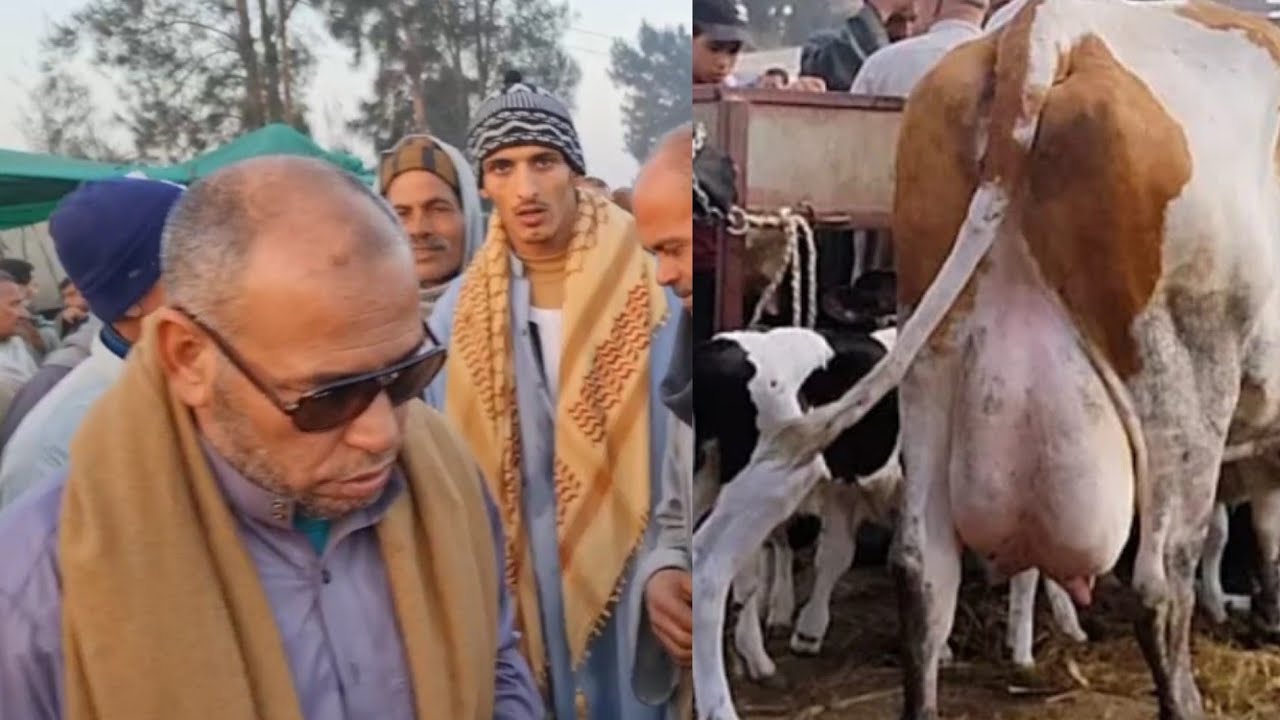 غضب المهندس علاء البعل في سوق قطور حرام عليكم دا عنده القلب بتعملوا فيه كدا 😭😭😭