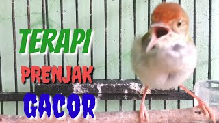 Terapi PRENJAK Macet Bunyi Gacor Full Isian @ TOMAN. net