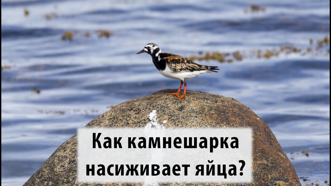 Камнешарка (Arenaria interpres) на гнезде