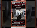 🐶 Labrador vs Tortie Cat: The Ultimate "No Touch" Warning! #Labrador #CatVsDog