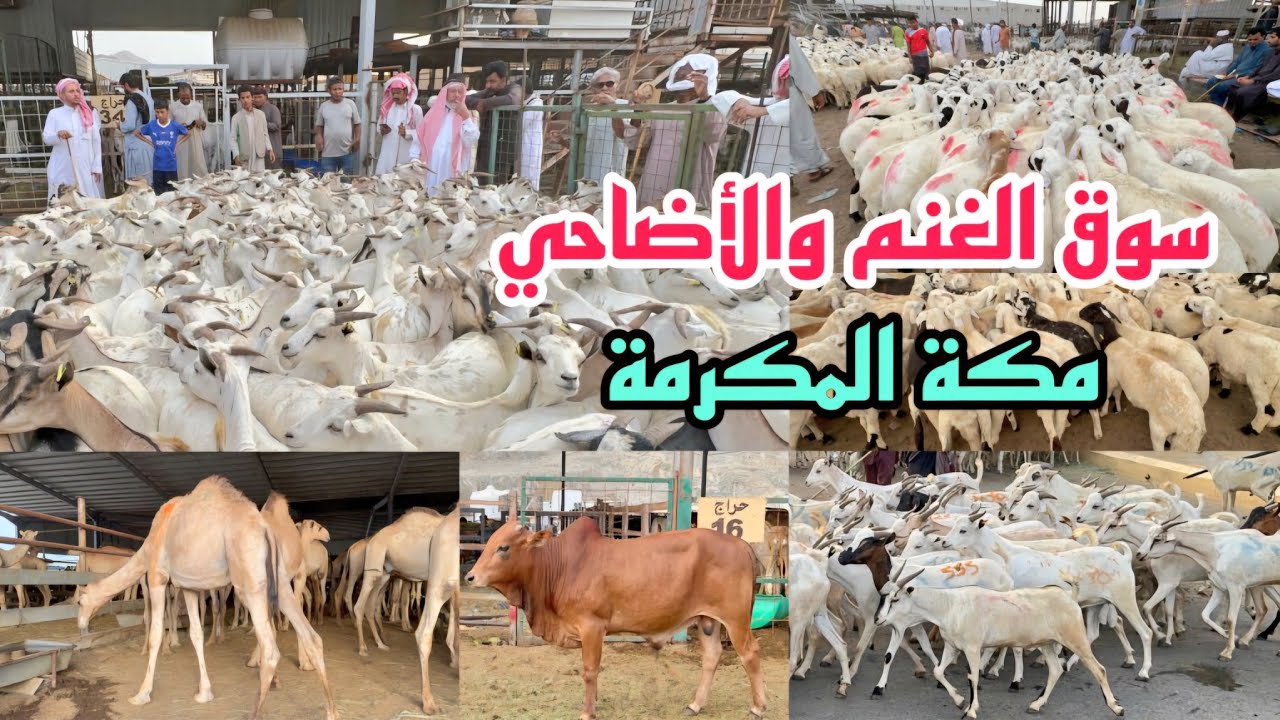شاهد الآن جولة في سوق الأضاحي والغنم بمكة المكرمة وشوفوا أسعار قبل العيد الأضحى