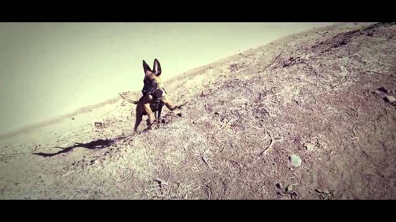 belgian malinois breeder california belgian shepherd malinois puppy hd 2014 california the malinois belgian malinois breeder california belgian shepherd malinois puppy hd 2014 california the malinois