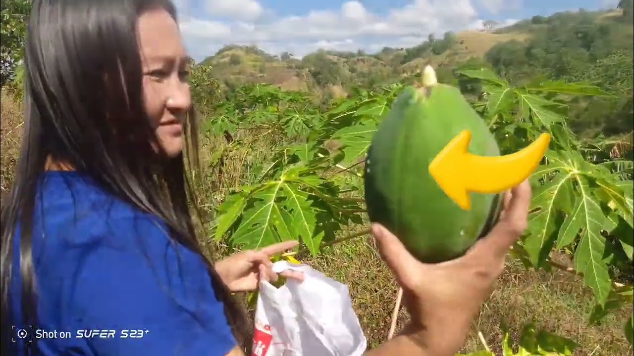 KUKOHA KMI NG PAPAYA AT SALAYAKYAT BABA NG BUNDOK