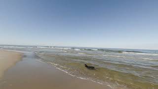 A Beaver In The Ocean?! 🦫🌊 8K VR180 POV