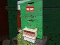 Bee day #song #newsong #haryanvisong #punjabisong #bee #beekeeping #bees