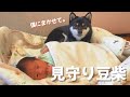 赤ちゃん見守り豆柴がかわいすぎる。【柴犬】Shiba Inu dogs watching over the baby