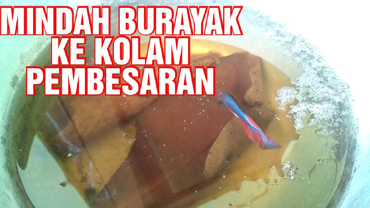 Perpindahan Burayak Ke Kolam Pembesaran II TERNAK CUPANG BAGI PEMULA