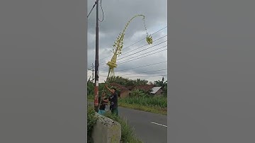 Thumbnail of Janur Kuning melengkung