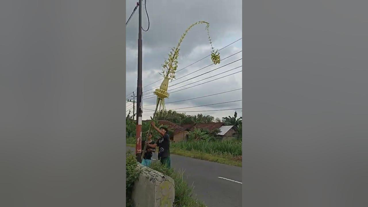 Janur Kuning melengkung