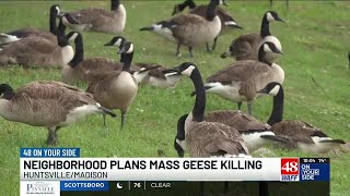 Edgewater HOA votes to euthanize hundreds of geese in Madison neighborhood