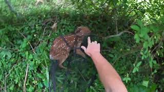 Brad Harmon | Fawn Rescue - June 6 2022 ##Warning## Hard to listen to and watch. Real life.