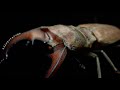 スズムラホソアカクワガタの成虫掘り出し結果【クワガタ飼育】