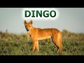 Ordinary dogs that have become DANGEROUS PREDATORS - Dingo.