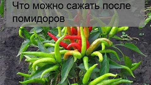 Что можно сажать после помидоров