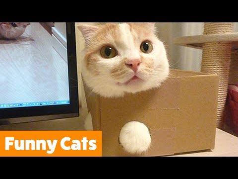 funny-cat-bloopers-and-reactions-|-funny-pet-videos