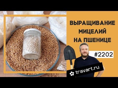 Как сделать в домашних условиях мицелий грибов