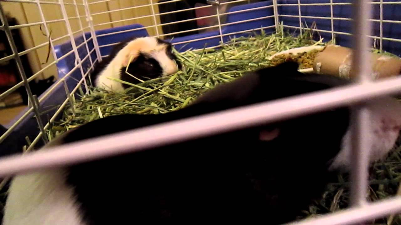 Baby Bobby Guinea Pig biting the bars Canon A3300 video