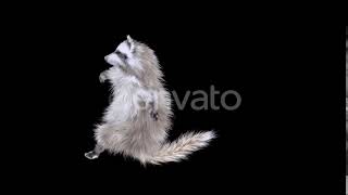 Raccoon Dancing 4K | Motion Graphics - Envato elements
