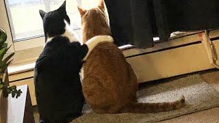 Domestic Cat Takes Stray Cat Under His Wing And Cares For Him