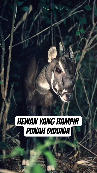 Hewan yang hampir punah di dunia #shorts #viralshorts #hewanpunah