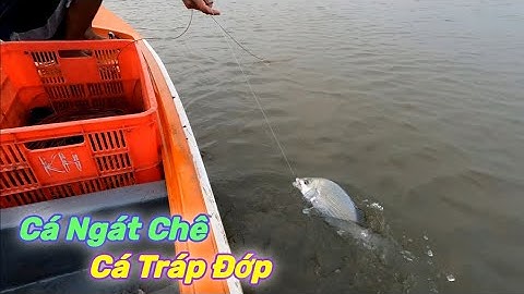 Giăng Câu Cá Ngát Dính Luôn Cặp Cá Tráp | Gia Đình Cần Giờ .342 |