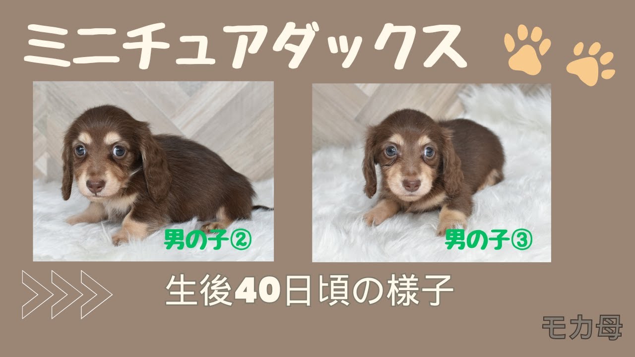 ミニチュアダックスフンド、チョコイエローのオス②（モカ母