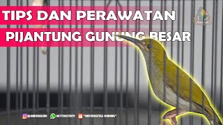 Tips Merawat Pijantung Gunung Besar !!