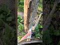 Better in the bush then on the shed...#treefelling #arborist #treecutting
