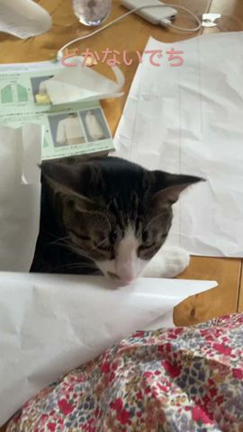あたちにも可愛いの作って欲しいでち#可愛い猫 #cutecat #保護猫 #ピーチ姫 #cat