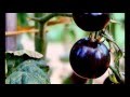 西洋野菜 【黒トマト】北海道十勝名産 無農薬の健康トマト通販 全国発送可　「とかち農園」