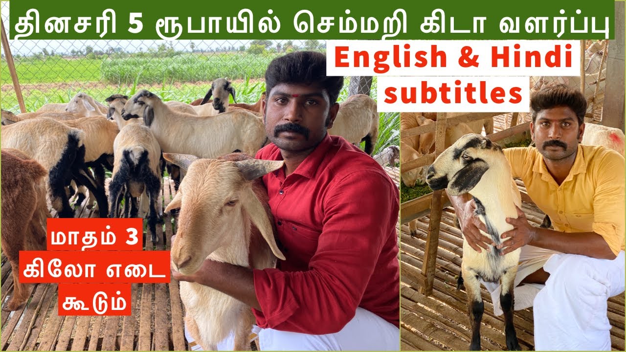 Is sheep farming a profitable business? What is the profit in sheep