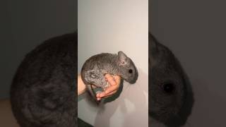 Erkeğimiz Için Isim Önerisi Lütfen