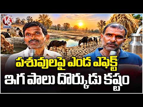 El Nino Impact On Cattle Health and Milk Production | Hyderabad | V6 News - V6NEWSTELUGU