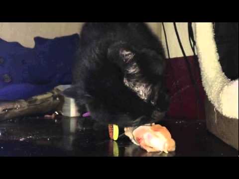 Layla eating a chicken wing