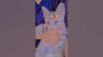 Thumbnail of opet my litle baby ... #oldies #singer #song #coversong #kucingbelangtiga #cat #kucing #shorts #fyp