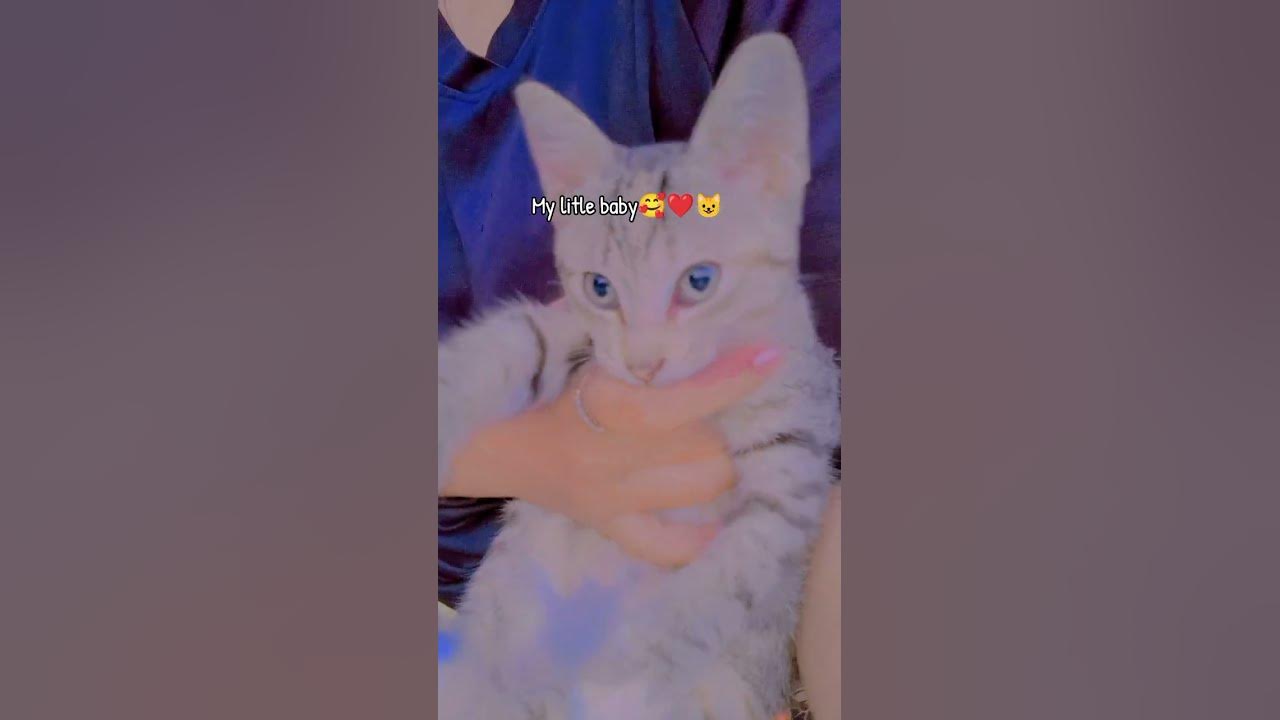 opet my litle baby ... #oldies #singer #song #coversong #kucingbelangtiga #cat #kucing #shorts #fyp