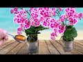 How to grow orchids all year round without watering