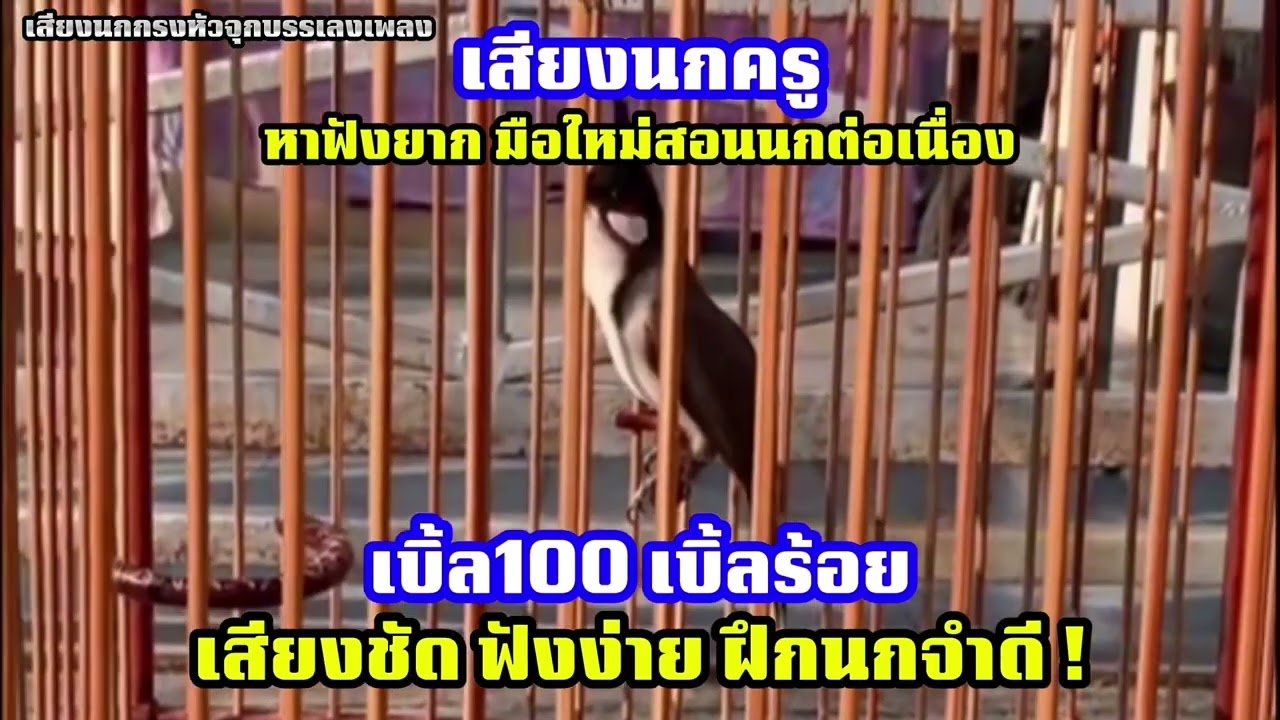 เสียงนกครู เบิ้ลร้อย เบิ้ล100 หาฟังยากมือใหม่สอนนกต่อเนื่องติดง่าย100% #นกครูอาชีพ #cǎomào