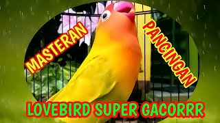 Download Masteran Lovebird Ngetik Sambung Ngekek Panjang | Cocok Buat Pancingan Segala Je Video MP3 Masteran Lovebird Ngetik Sambung Ngekek Panjang | Cocok Buat Pancingan Segala Je