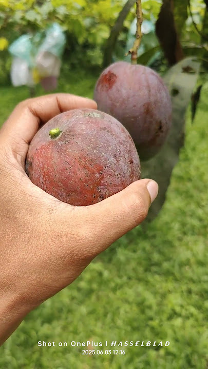 Japani Miazaki Mango🥭 #live #music #nature #fruit #agriculture #funny #mangorecipe